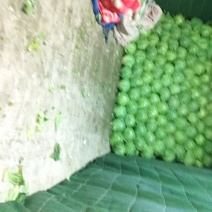 甘蓝