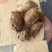 桑螵蛸蟑螂壳选关书药业1000g起批