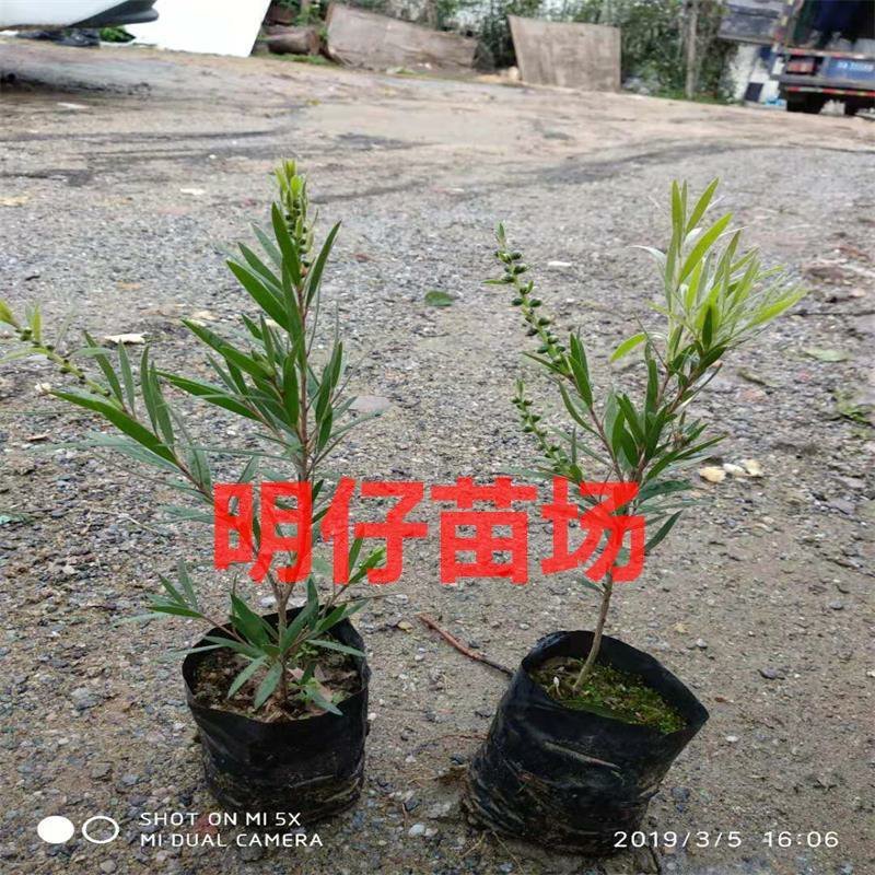 绿化苗木多花红千层树苗串钱柳金宝树苗红千层