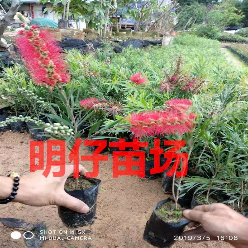 绿化苗木多花红千层树苗串钱柳金宝树苗红千层
