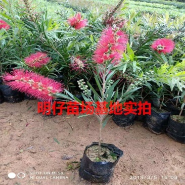 绿化苗木多花红千层树苗串钱柳金宝树苗红千层