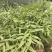 石斛苗，夹江叠鞘石斛各种规格一系列批发