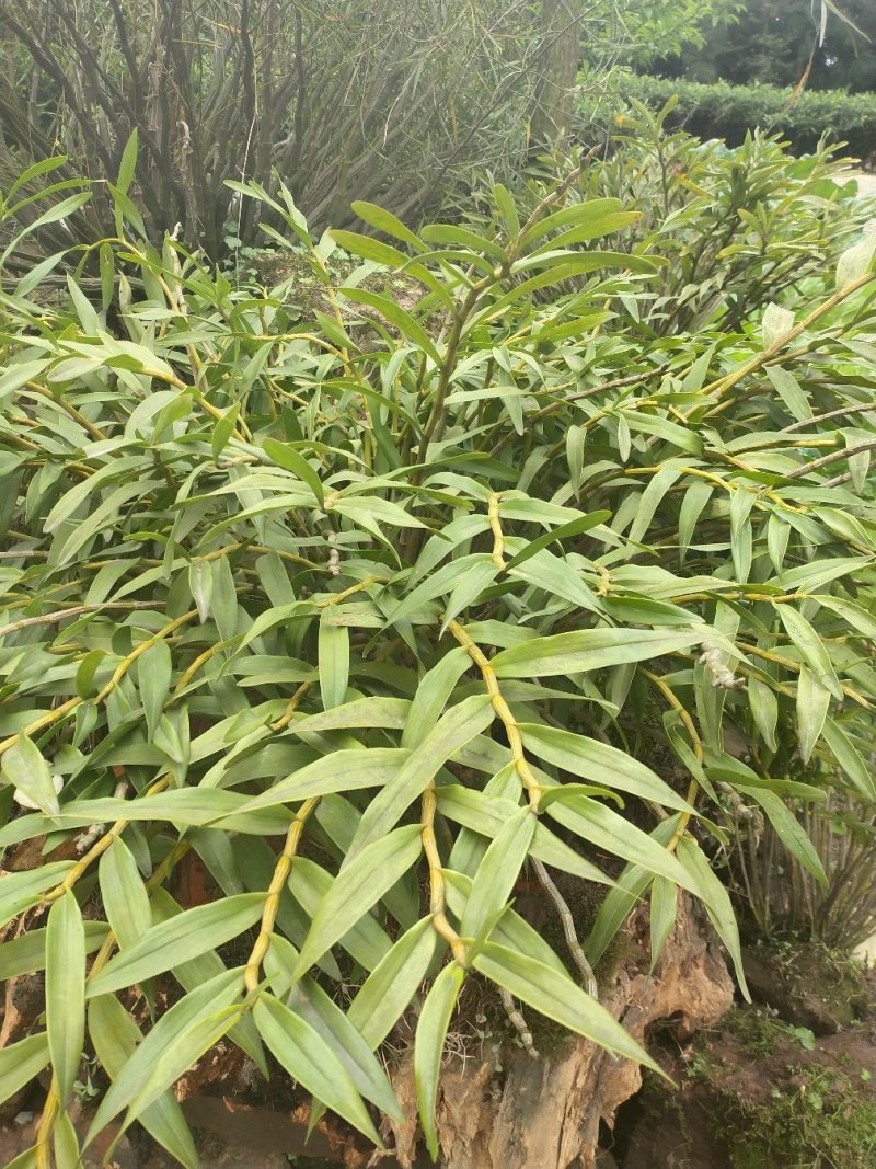 石斛苗，夹江叠鞘石斛各种规格一系列批发