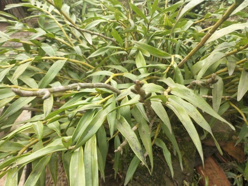 石斛苗，夹江叠鞘石斛各种规格一系列批发