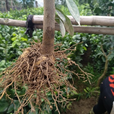 甜葡萄柚苗葡萄柚树苗基地台湾引进纯甜品种好管理