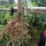 甜葡萄柚苗葡萄柚树苗基地台湾引进纯甜品种好管理