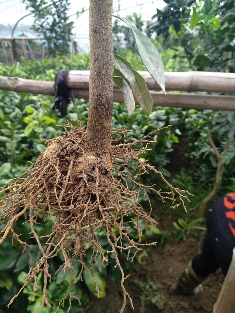甜葡萄柚苗葡萄柚树苗基地台湾引进纯甜品种好管理