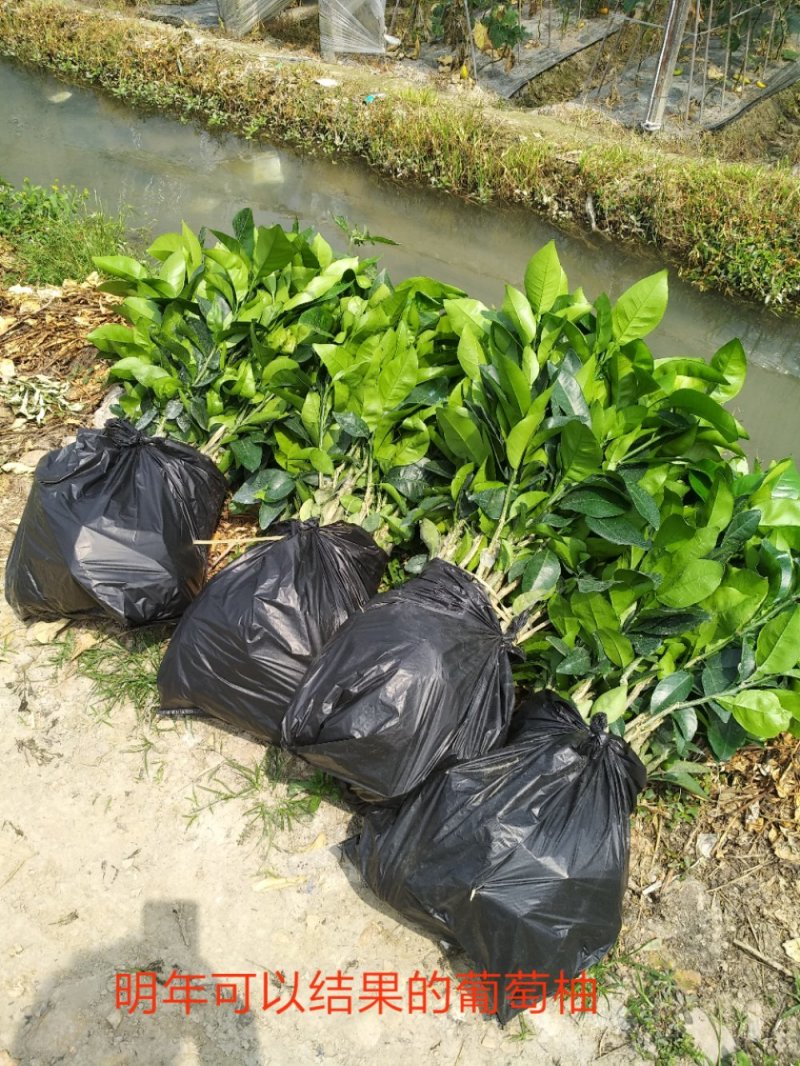 甜葡萄柚苗葡萄柚树苗基地台湾引进纯甜品种好管理