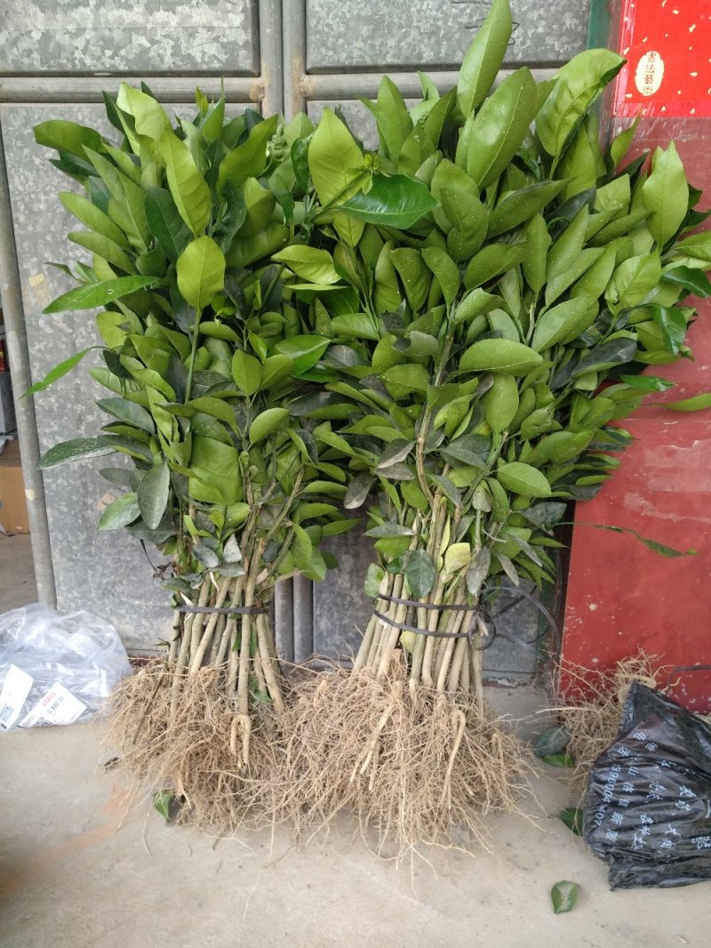 甜葡萄柚苗葡萄柚树苗基地台湾引进纯甜品种好管理