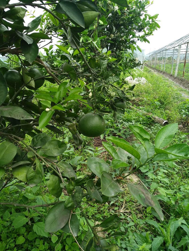 甜葡萄柚苗葡萄柚树苗基地台湾引进纯甜品种好管理