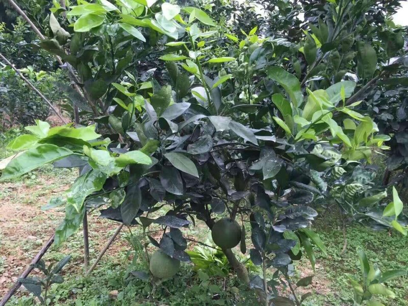 甜葡萄柚苗葡萄柚树苗基地台湾引进纯甜品种好管理