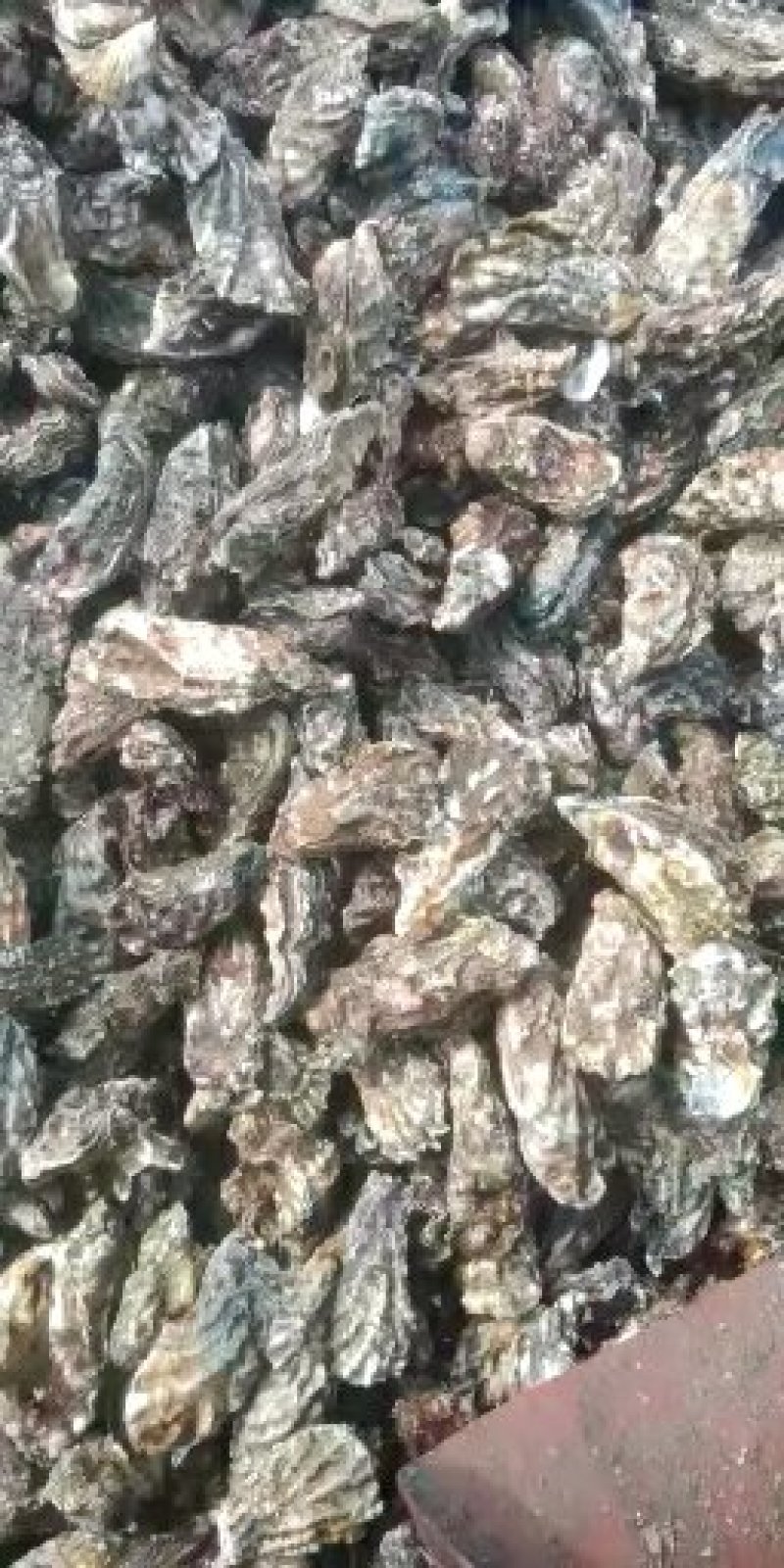 生蚝特价，想做生蚝批发的联系！！！！！！