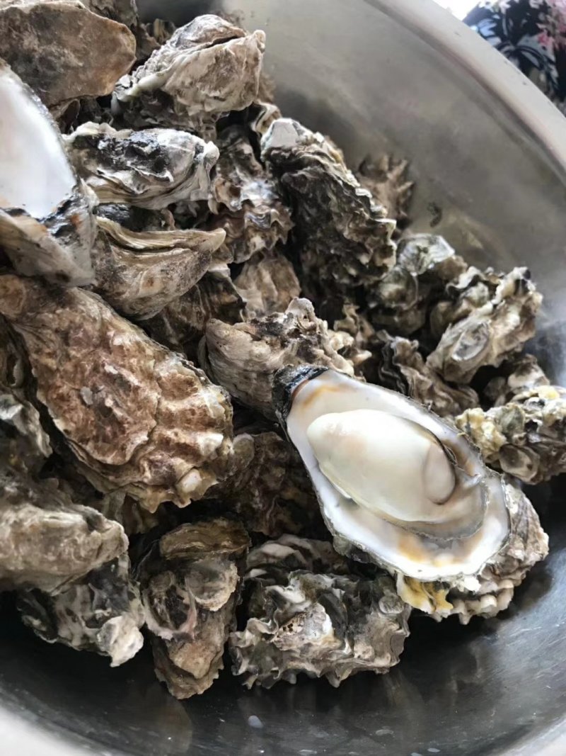 生蚝特价，想做生蚝批发的联系！！！！！！