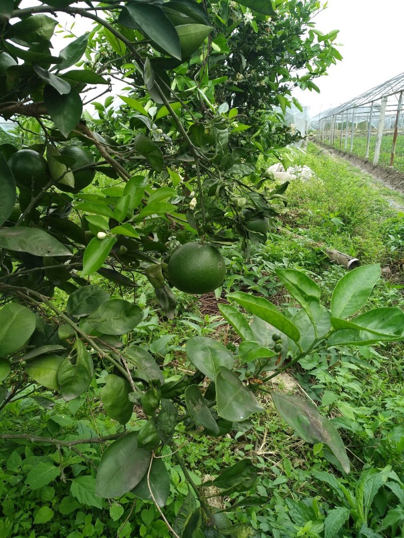 台湾青柚苗甜葡萄柚苗黄金葡萄柚傻瓜水果两年大苗
