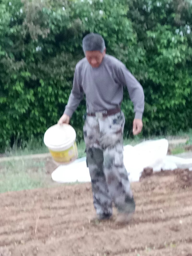 卖木瓜小水苗，甜茶小水苗