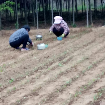 卖木瓜小水苗，甜茶小水苗