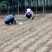 卖木瓜小水苗，甜茶小水苗