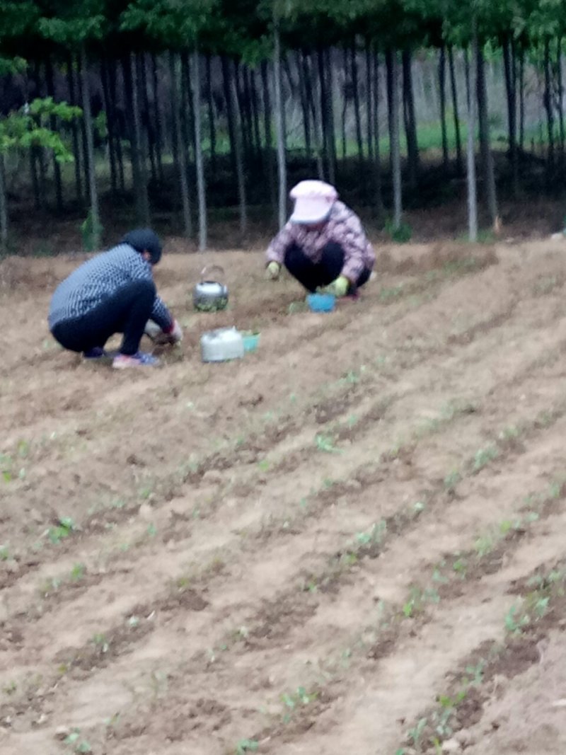 卖木瓜小水苗，甜茶小水苗