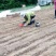 卖木瓜小水苗，甜茶小水苗