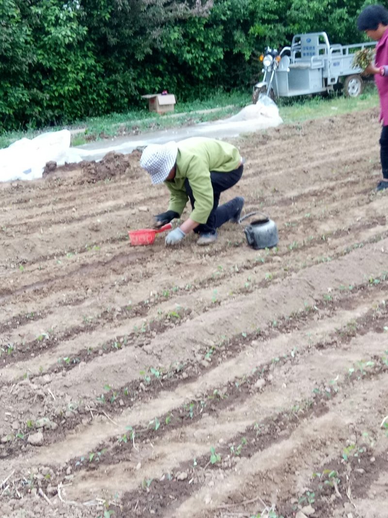 卖木瓜小水苗，甜茶小水苗
