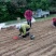 卖木瓜小水苗，甜茶小水苗
