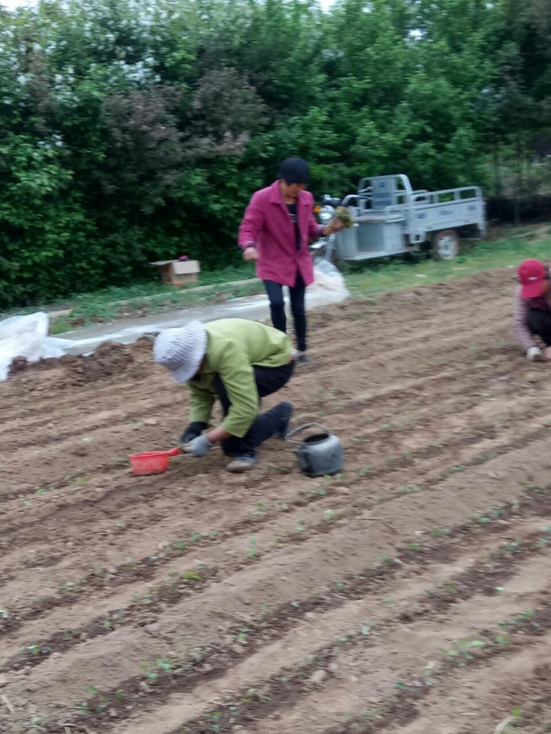 卖木瓜小水苗，甜茶小水苗