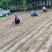 卖木瓜小水苗，甜茶小水苗
