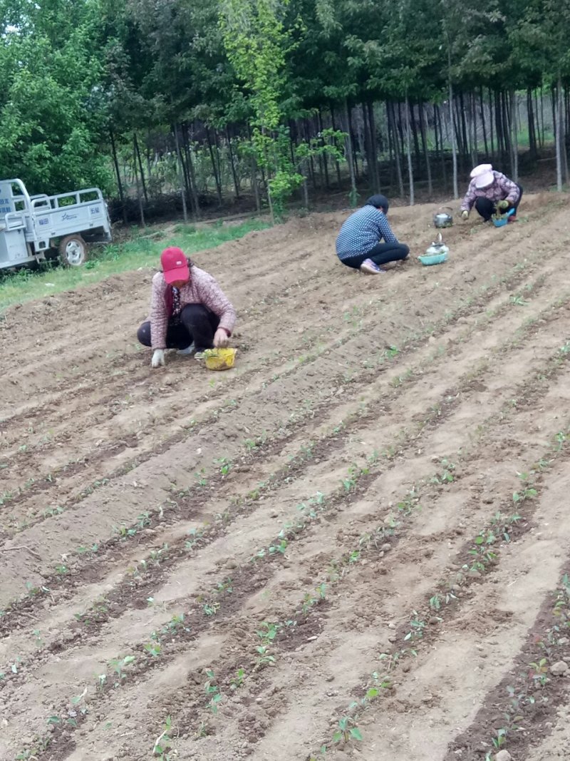 卖木瓜小水苗，甜茶小水苗