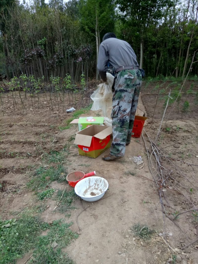 卖木瓜小水苗，甜茶小水苗