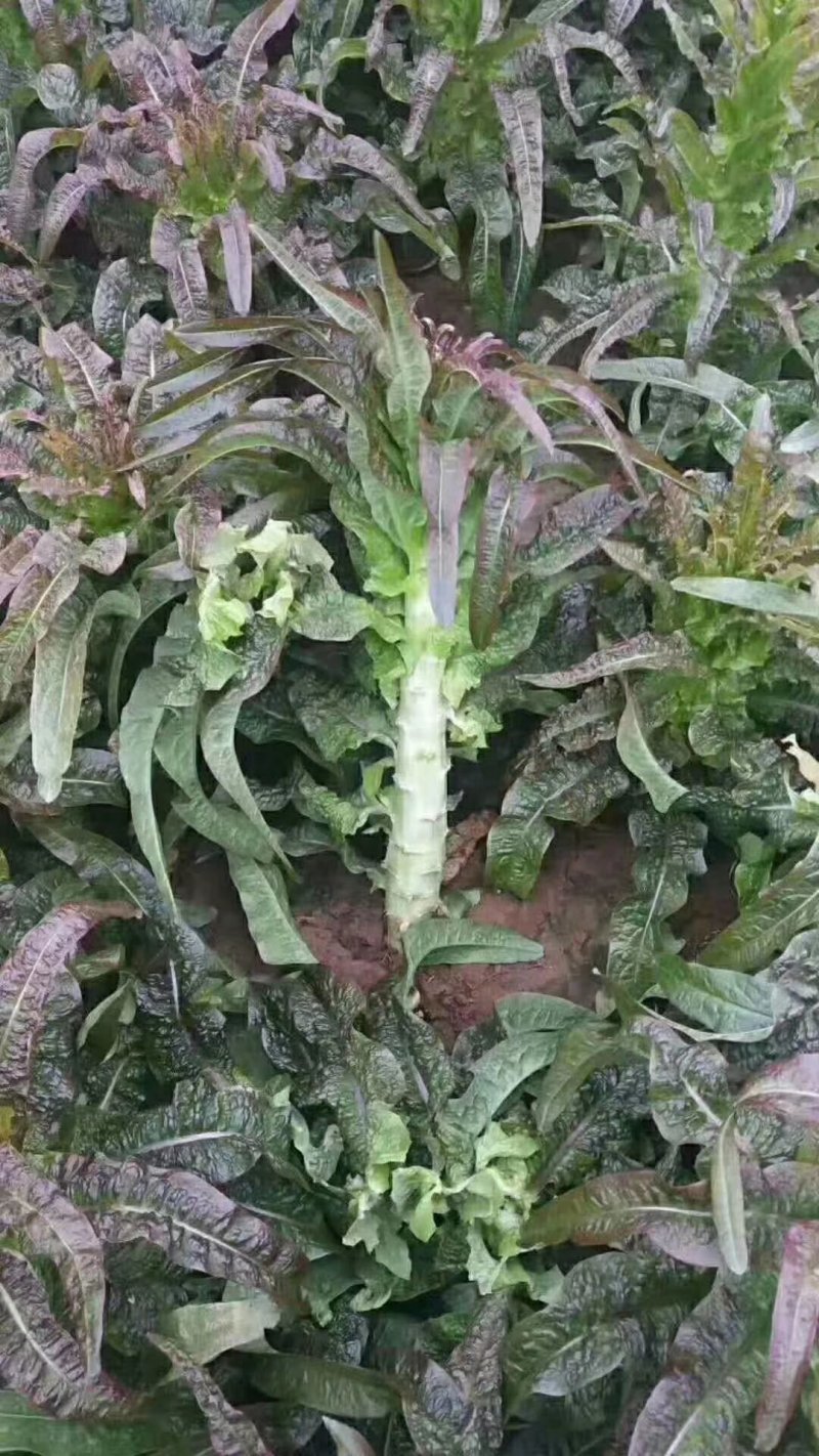 红叶莴笋