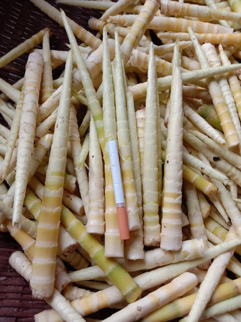 野生竹笋现摘现卖