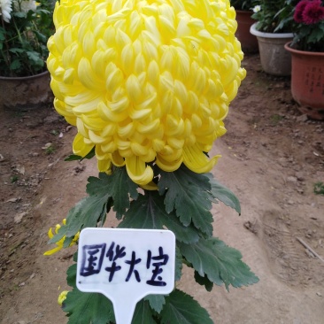 ★独本菊★菊花盆景★展会菊★价位便宜★产地直销