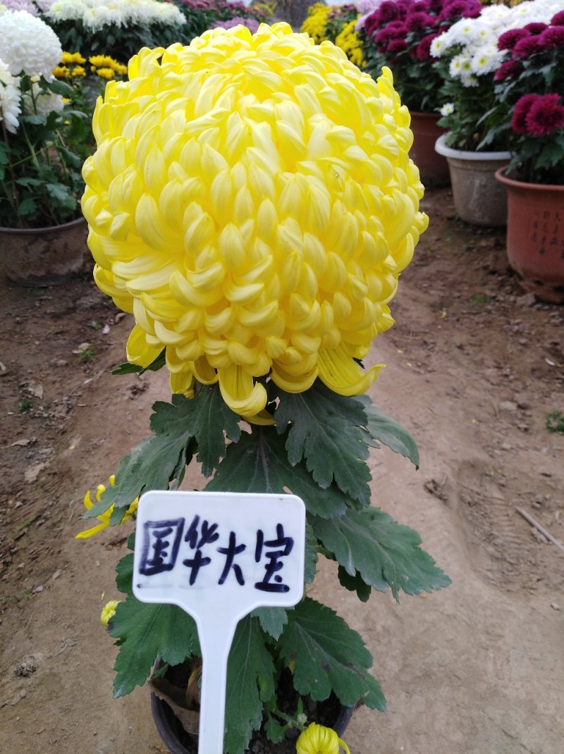 ★独本菊★菊花盆景★展会菊★价位便宜★产地直销