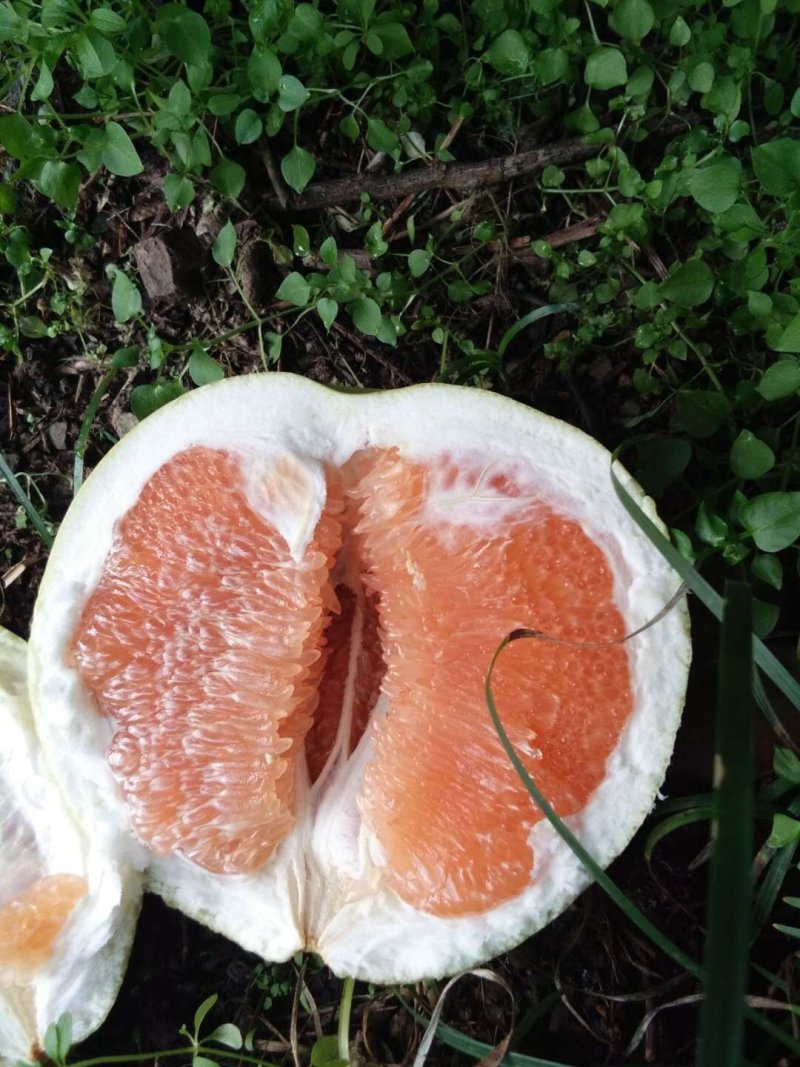 黄金蜜柚苗琯溪四大名柚之一嫁接柚子苗