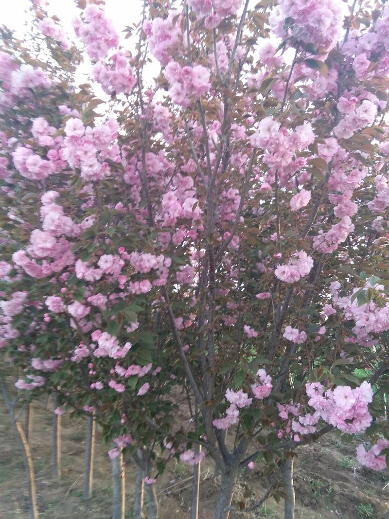 樱花树