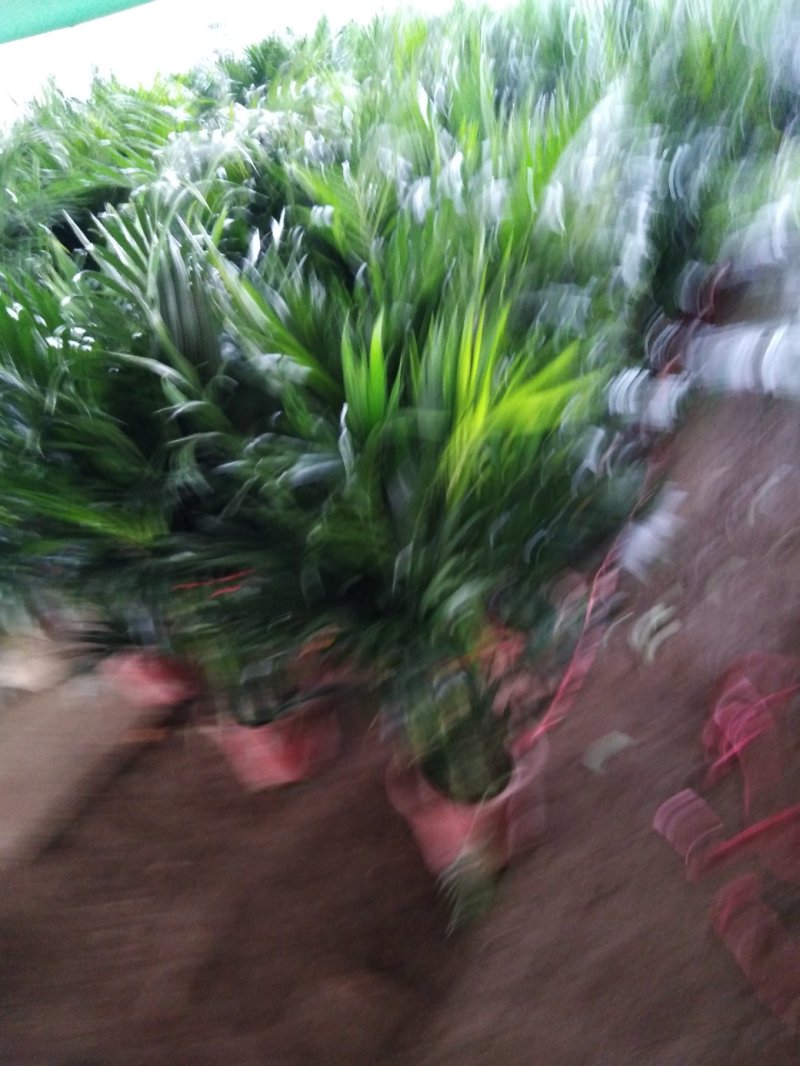 花盆，盆景