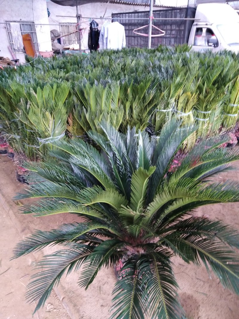 花盆，盆景