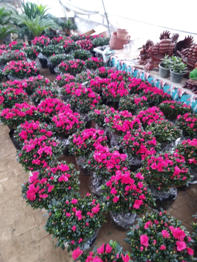 花盆，盆景