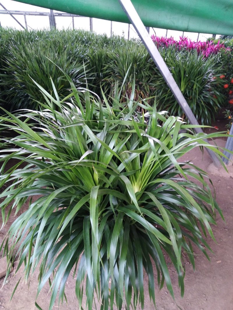 花盆，盆景