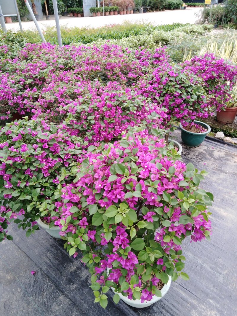 花盆，盆景