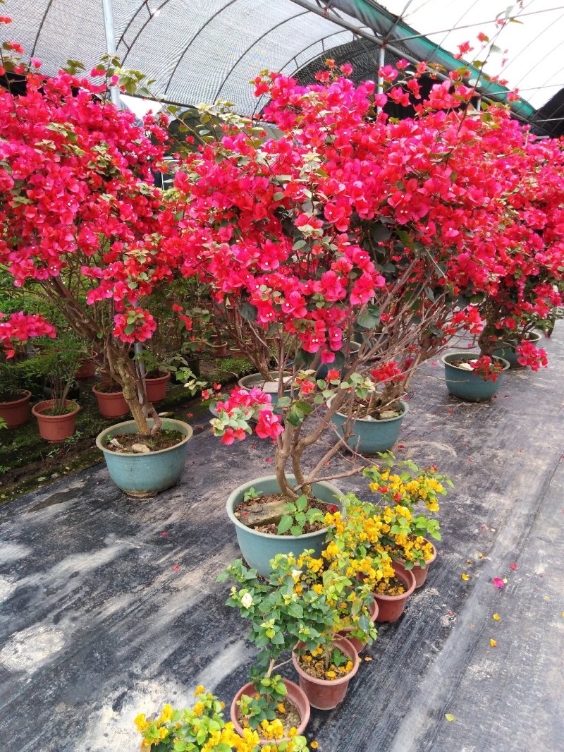 花盆，盆景