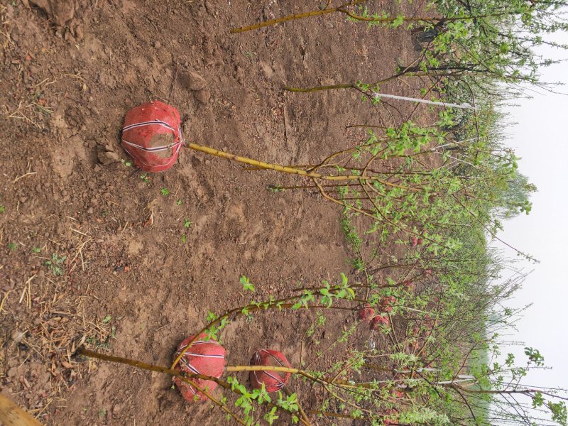 出售大田定植各种品种苹果树，基地直供，支持线上交易