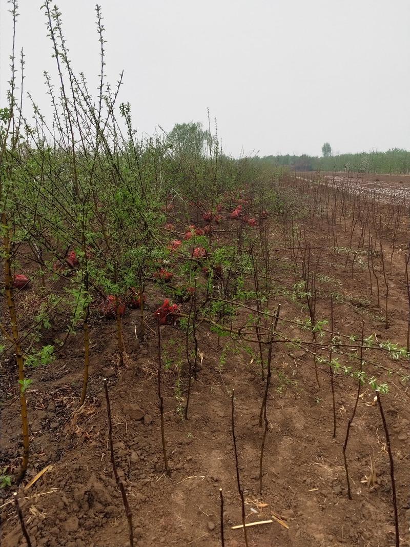 出售大田定植各种品种苹果树，基地直供，支持线上交易