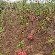 出售大田定植各种品种苹果树，基地直供，支持线上