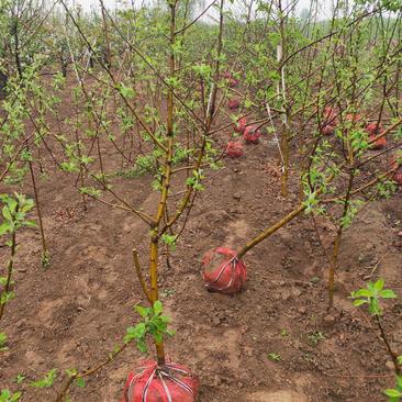 出售大田定植各种品种苹果树，基地直供，支持线上交易
