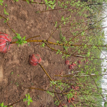 出售大田定植各种品种苹果树，基地直供，支持线上交易