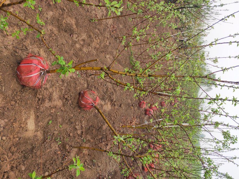 出售大田定植各种品种苹果树，基地直供，支持线上交易