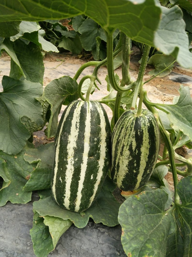 山东滨民博洋系列甜瓜产地直接发货也可实地看货视频看货欢迎