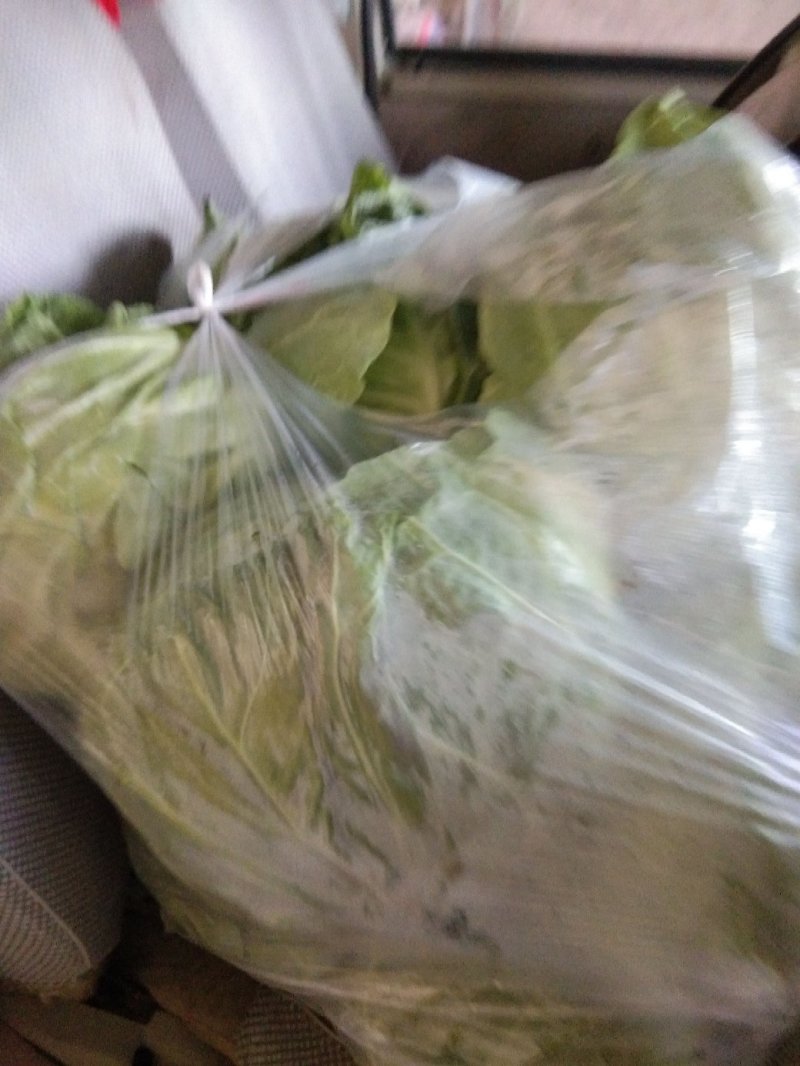 圆包菜