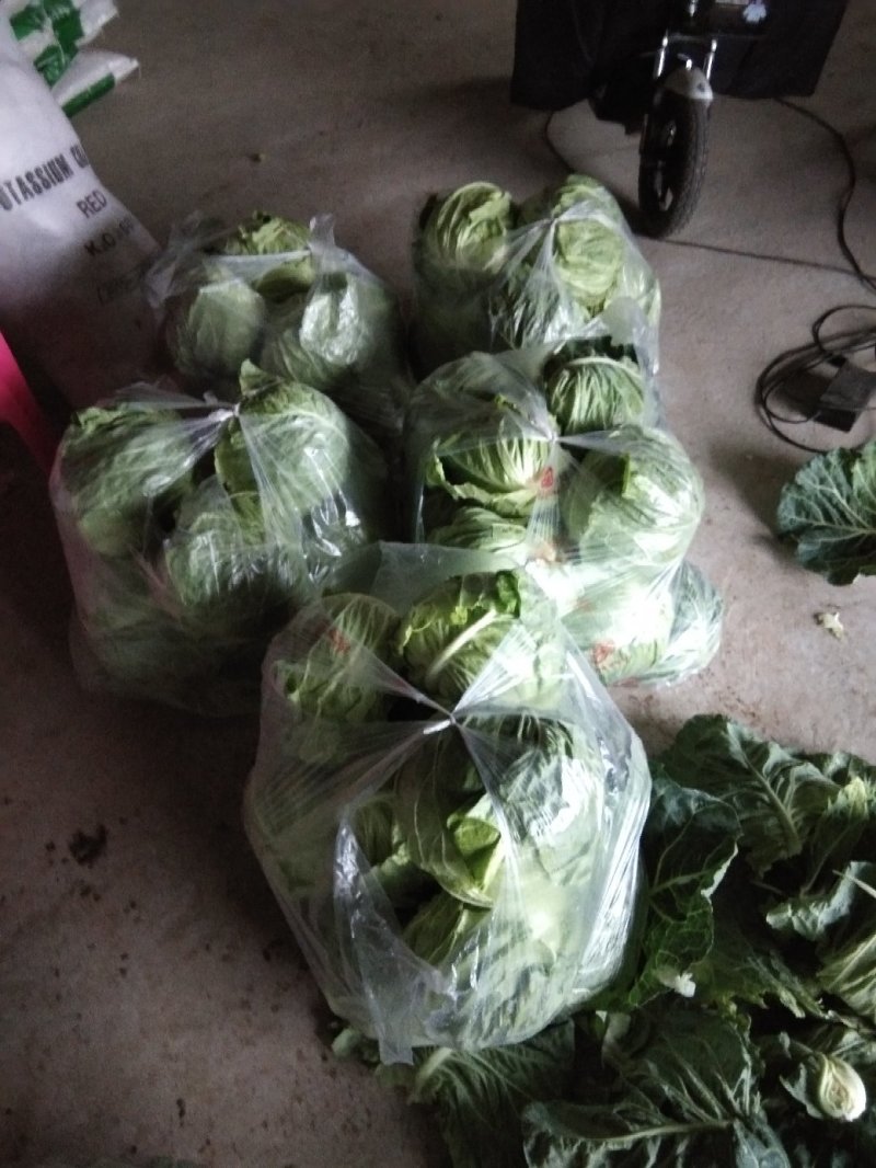 圆包菜